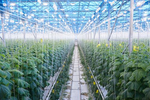 horticulture LED farming (medium-large)